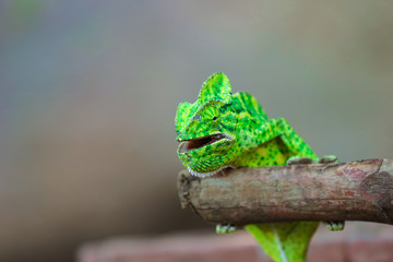 Green chameleon india