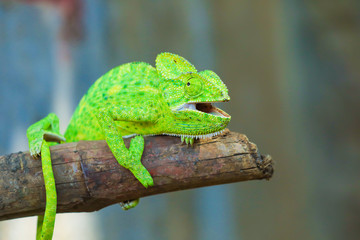 Green chameleon india