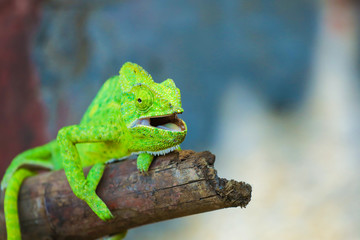 Green chameleon india