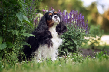 Beautiful cavalier king charles spaniel in summer park