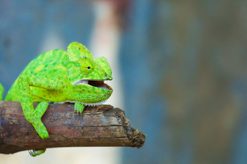 Green chameleon india