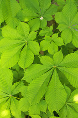 young chestnut leaves on the trunk