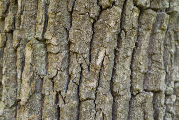 bark of a oak 