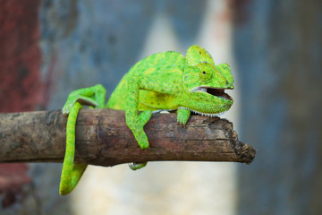 Green chameleon india