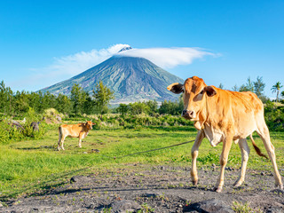 cows on a pasture with volcano as a background