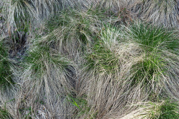 Old dry and new green grass. Natural background