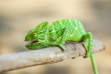 Green chameleon india