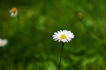 One daisy on a green background.
