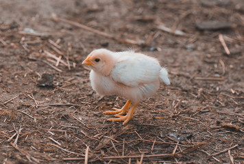 Little chicken walks on a summer evening