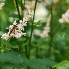 Bee collects nectar from flowers.