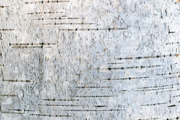 texture of birch 