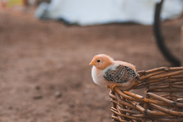 Little chicken walks on a summer evening