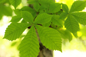 Fototapeta na wymiar young chestnut leaves on the trunk