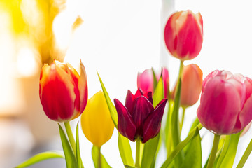 Colorful tulip flowers as greeting card. Mothersday or spring concept.