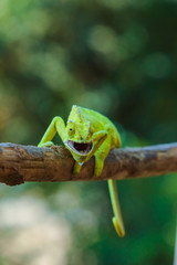 Green chameleon india