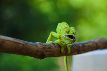 Green chameleon india