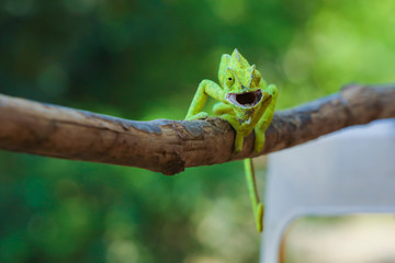 Green chameleon india