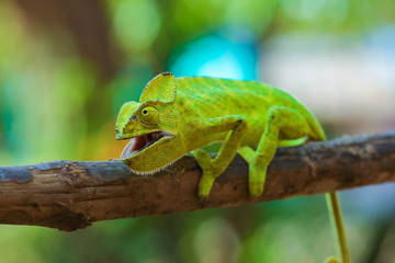 Green chameleon india