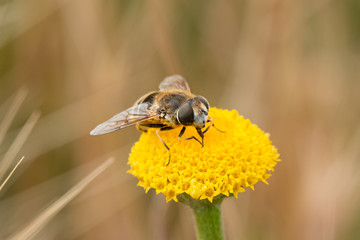Mosca abeja