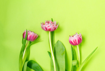 Three pink tulip flowers lying on a green background.