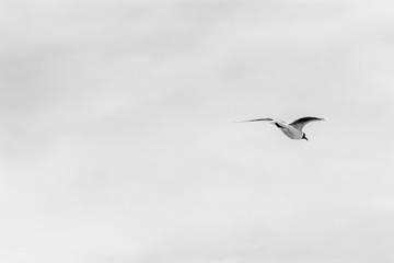 seagull flying above the sea