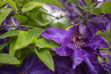 the clematis after the rain