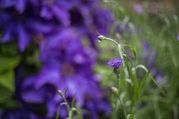 the clematis after the rain