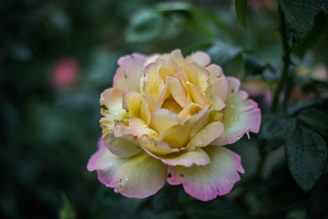 the tea rose after rain