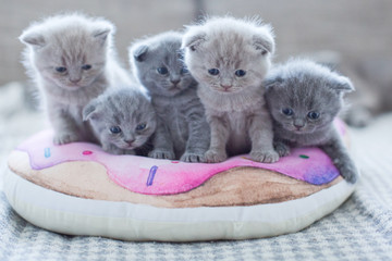 cute british little kitties