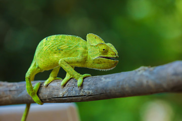Green chameleon india