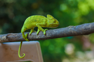 Green chameleon india