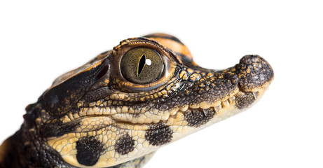 Dwarf crocodile against white background