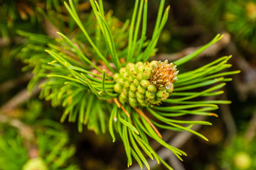 Pine cone on a branch