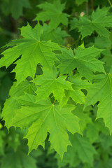 the young early spring leaves are green maple