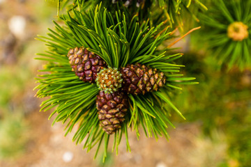 Three brown pine cones on a branch