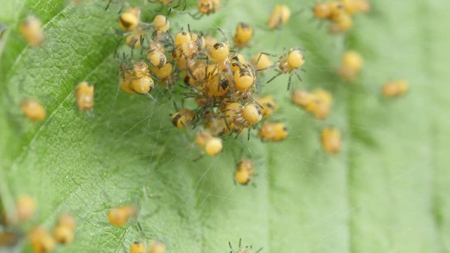  small spiders in a spiderweb on a background of a leaf