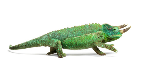 Side view of a Jackson's horned chameleon walking
