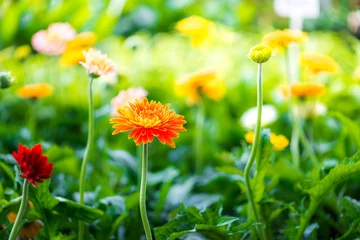 Poster Close-up van mooie gerbera bloem bloeien en groen blad met zonlicht in garden.nature weergave van bloem met natuurlijke background.flower bruiloft decoration.selective focus. © chollacholla