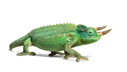  Side view of a Jackson's horned chameleon walking © Eric Isselée