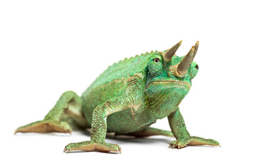 Side view of a Jackson's horned chameleon walking