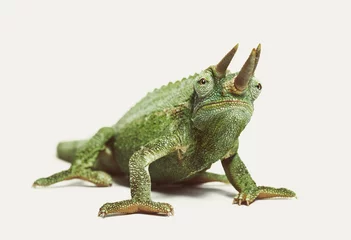 Foto auf Alu-Dibond Front view of Jackson's horned chameleon © Eric Isselée