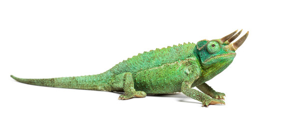 Side view of a Jackson's horned chameleon walking