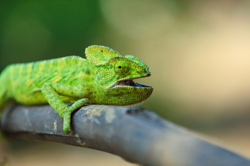 Green chameleon india