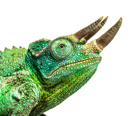 Side view of a Jackson's horned chameleon walking © Eric Isselée