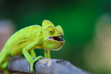 Green chameleon india