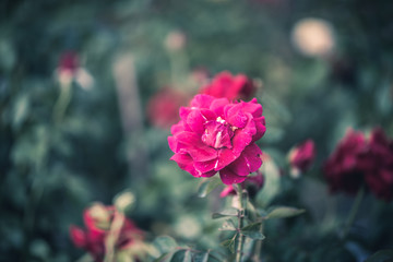 Beautiful pink roses flowers,Blossoming of roses flowers and green leaf in garden,Nature rose background in vintage tone.