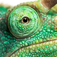 Gordijnen Eye close-up on a Jackson's horned chameleon © Eric Isselée