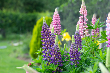 lupin flowers growing in garden