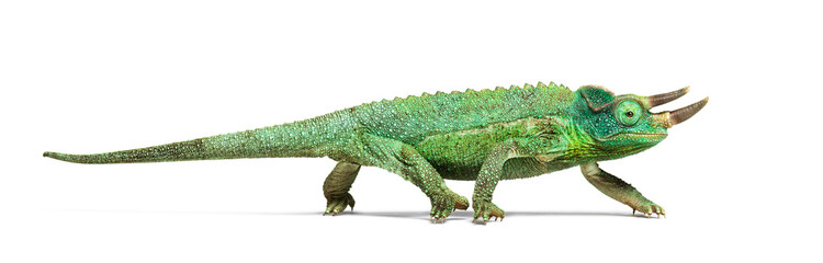 Side view of a Jackson's horned chameleon walking © Eric Isselée