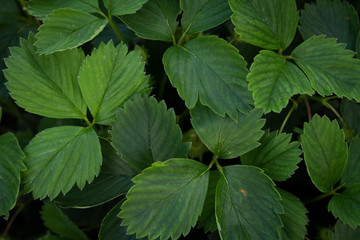 Fototapeta na wymiar strawbery leaves foliage top view
